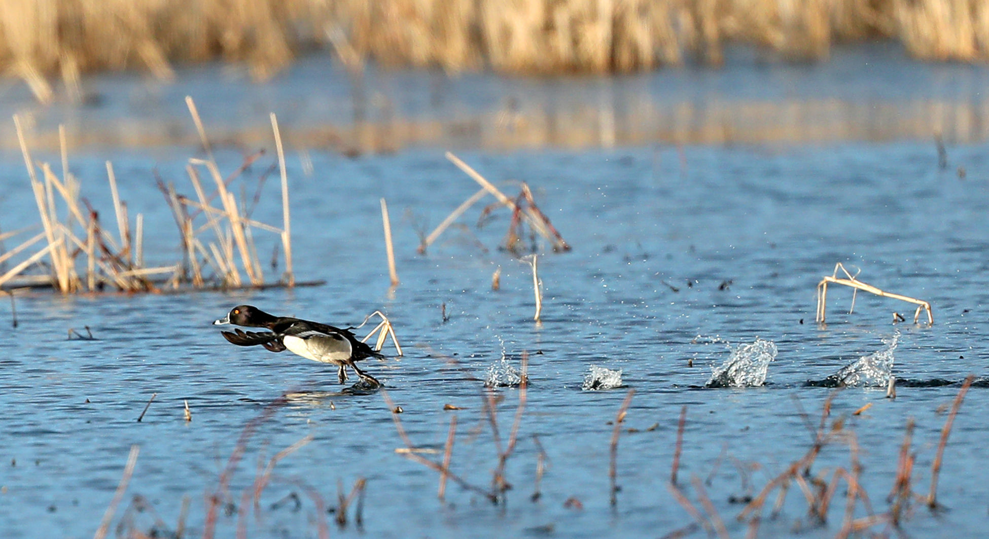 032120bp-wild-art-sweet-marsh-14